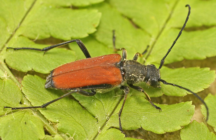 A Cerambycidae from Bulgaria:  Anastrangalia cfr. sanguinolenta